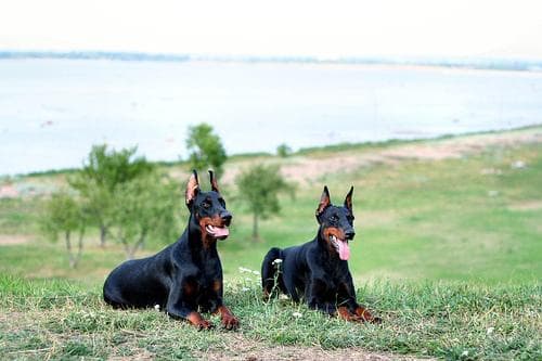 Doberman