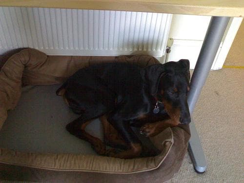Doberman