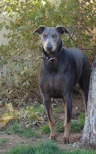 Doberman