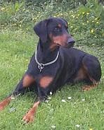 Doberman
