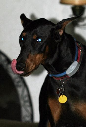 Doberman