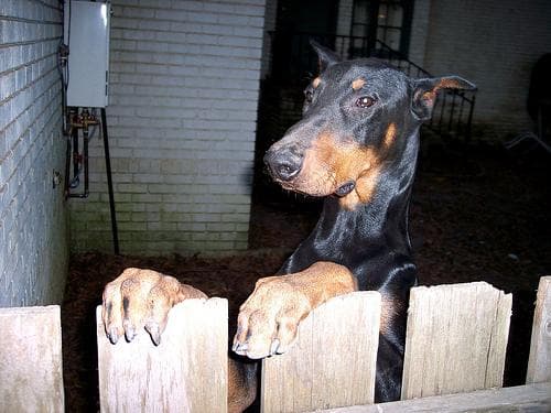 Doberman