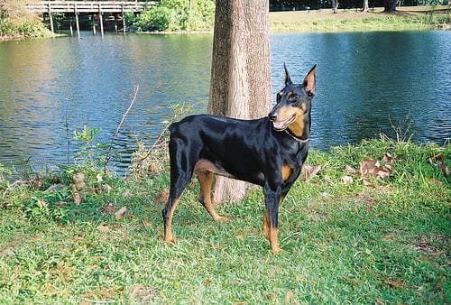 Doberman