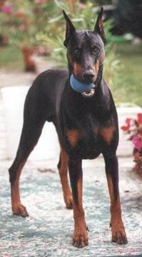 Doberman