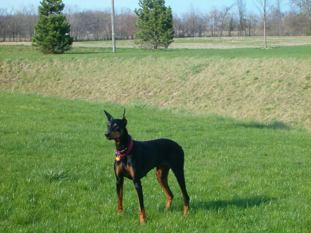 Doberman
