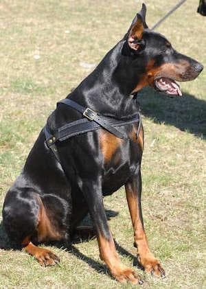 Doberman