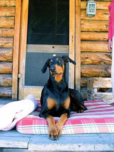 Doberman