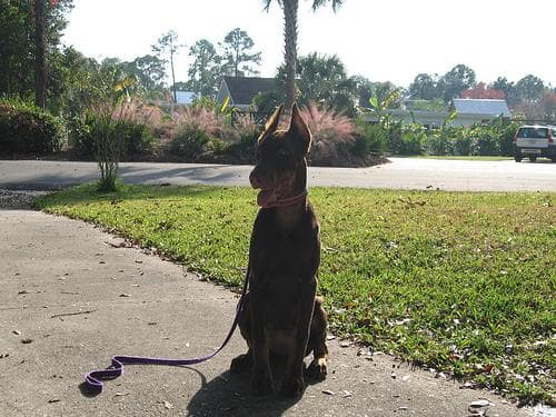 Doberman