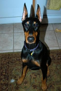 Doberman