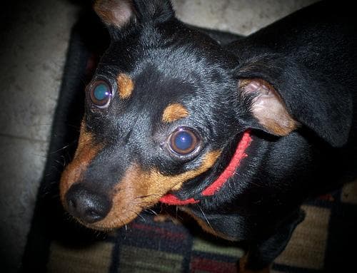 Doberman