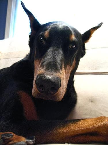 Doberman