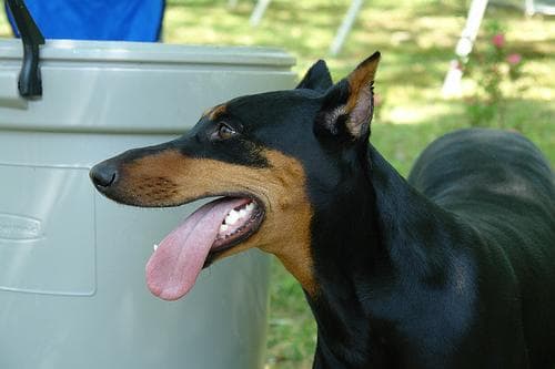 Doberman