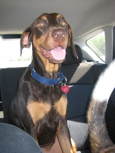 Doberman