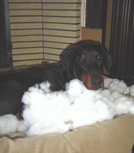 Doberman