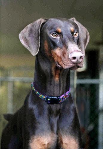 Doberman