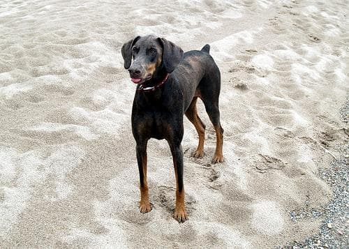 Doberman