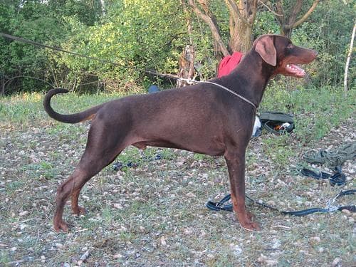 Doberman