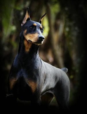 Doberman
