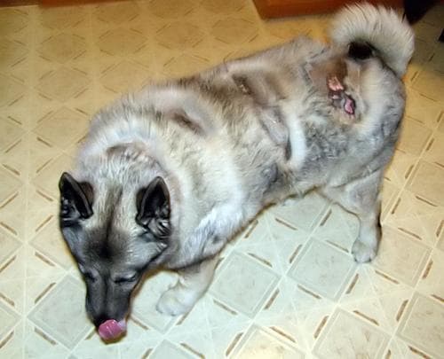 Norwegian Elkhound
