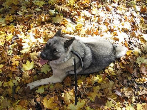 elkhound