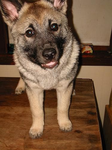 elkhound