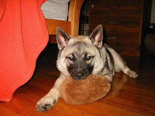 elkhound