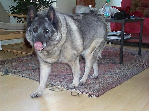 Norwegian Elkhound