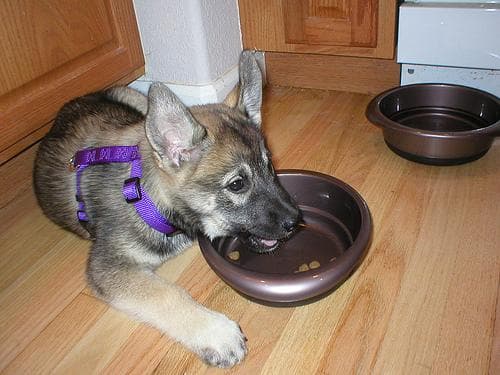 Norwegian Elkhound