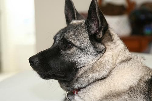 elkhound