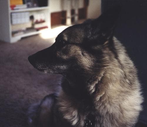 elkhound