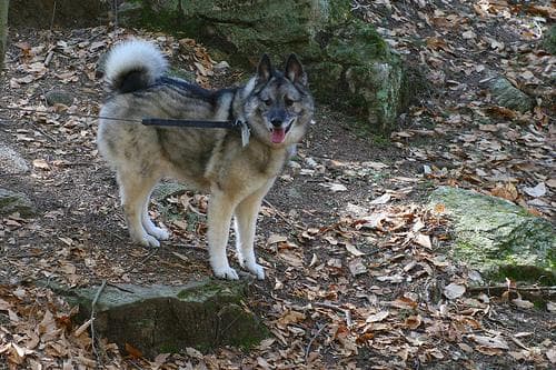 Norwegian Elkhound