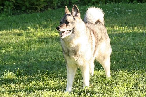 Norwegian Elkhound