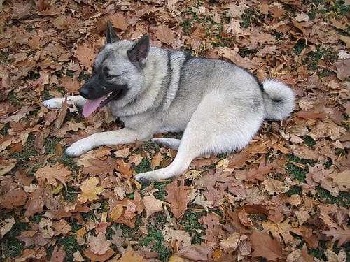 elkhound