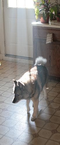 Norwegian Elkhound