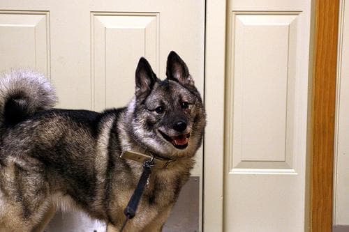 Norwegian Elkhound