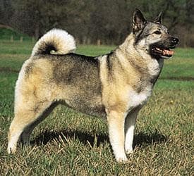 Norwegian Elkhound
