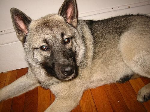 Norwegian Elkhound