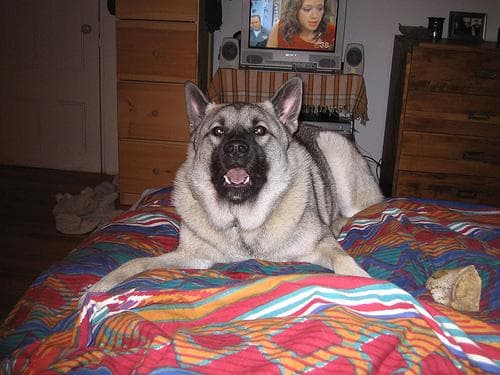 elkhound