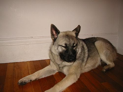 Norwegian Elkhound