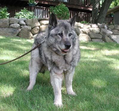 Norwegian Elkhound