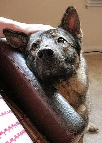 Norwegian Elkhound