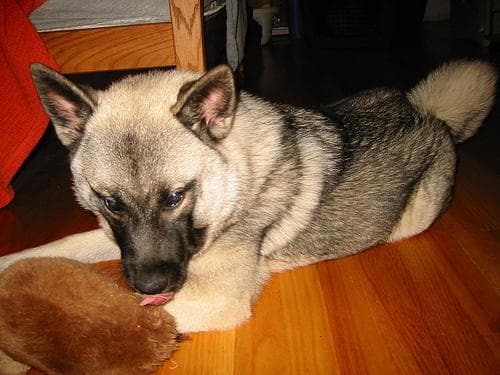 elkhound