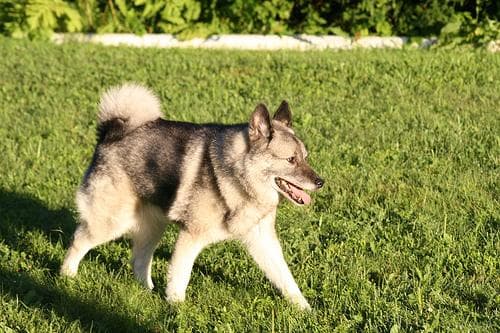 elkhound