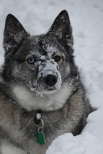 Norwegian Elkhound