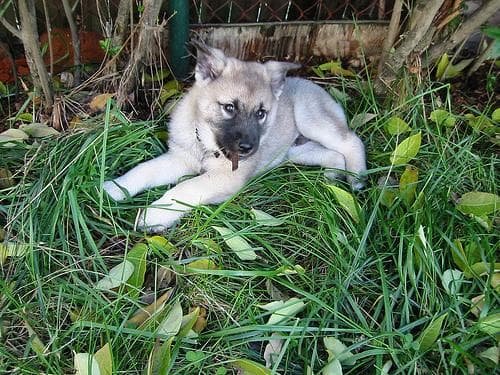 elkhound