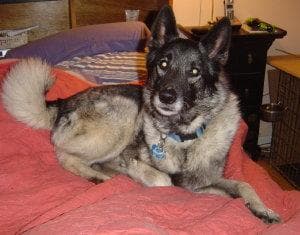 elkhound