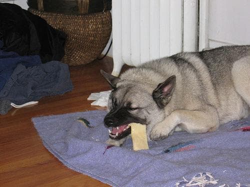 Norwegian Elkhound