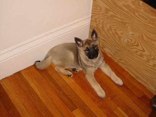 Norwegian Elkhound