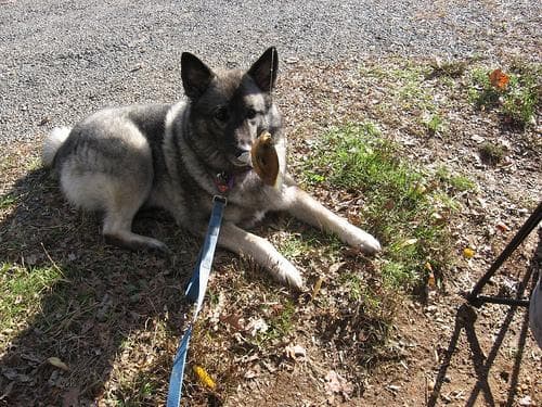 Norwegian Elkhound