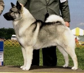 Norwegian Elkhound